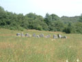 celtic park - back towards rocks.jpg